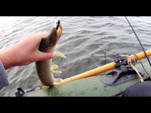 Видео: Ловля щуки на Tsuribito Dead Minnow