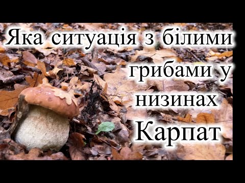 Видео: Черговий похід по білі гриби. Яка ситуація з білими грибами у низинах Карпат?
