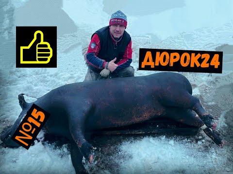 Видео: №15 Забой свиноматки!/Увезли мясо на колбасу-копчение✔