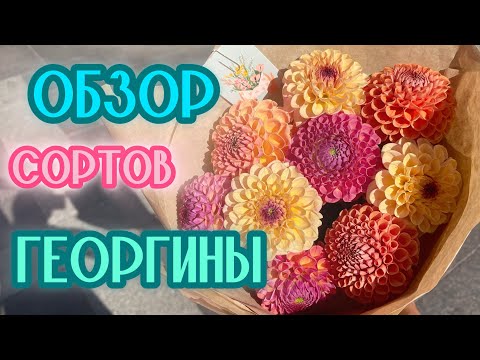 Видео: ТОП 5 Лучших Сортов! МОИ ГЕОРГИНЫ. Обзор #милыйдом