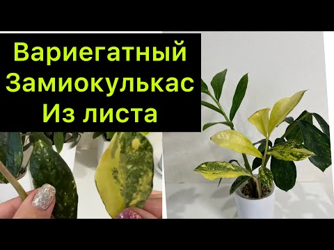 Видео: Вырастила вариегатный замиокулькас из листа / замиокулькас big yellow / #заикуль￼кас