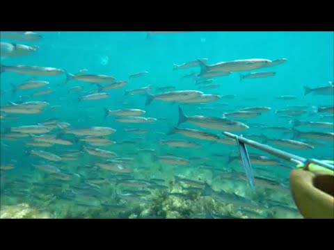 Видео: Подводная охота на кефаль осенью!