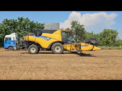 Видео: Горох зимующий .Начало.  No-till 03.07.2023