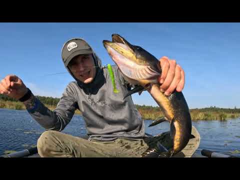 Видео: Ловлю чёрных щук на лесном озере I Fishing for black pike on a forest lake