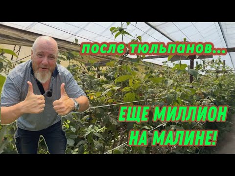 Видео: Малина в теплице. Что выращивать после тюльпанов?! Тепличный бизнес.