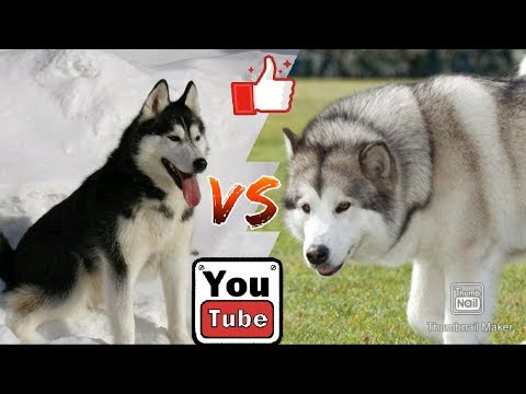 Видео: Аляскинский маламут против Хаски. Aleskan Malamute against Hysky.