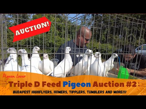 Видео: Аукцион Triple D Feed Pigeon №2
