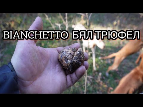 Видео: На лов за BIANCHETTO [ БЯЛ ТРЮФЕЛ ] с Боби 2024  #Truffle Hunting