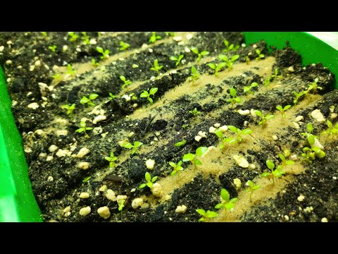 Видео: ЧЕМ ПОДКОРМИТЬ ЭУСТОМУ ПЕРЕД ПИКИРОВКОЙ, ЧТОБЫ РАСТЕНИЕ ХОРОШО ПРИЖИЛОСЬ НА НОВОМ МЕСТЕ.