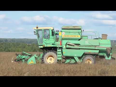 Видео: ДОН 1500Б на уборке рапса.