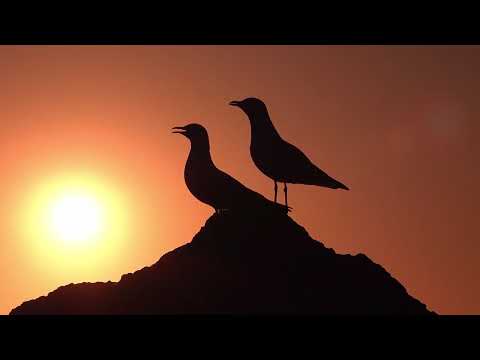 Видео: Красивое пение птиц -2025