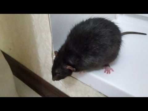Видео: Крыса ЗЛИТСЯ!