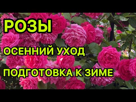 Видео: Розы. Осенний уход, подготовка к зиме.