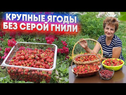 Видео: Крупные ягоды без серой гнили