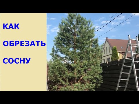 Видео: Обрезка сосен со снижением кроны