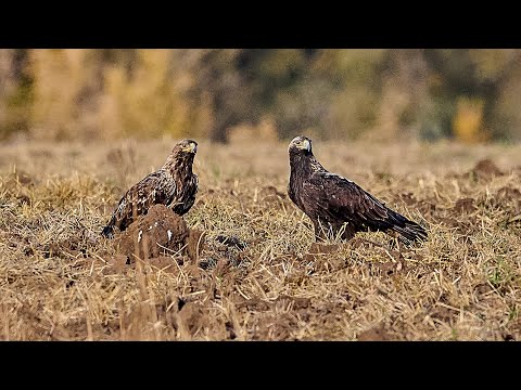 Видео: Вещание Гамаюна 2  Могильник 2025