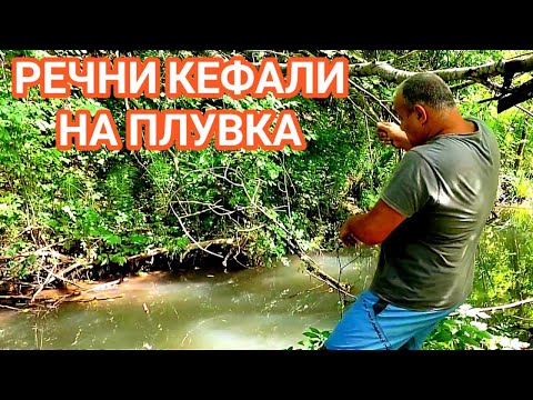 Видео: РЕЧНИ КЕФАЛИ НА ЖИВА СТРЪВ! ПУСКАШ И ВАДИШ, ПУСКАШ И ВАДИШ... ХВАНАХ НОВ ВИД КЕФАЛ - ДЖУДЖЕ!!!