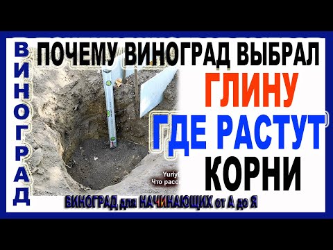 Видео: 🍇  Где растут корни винограда! Там же глина! И почему это не верхний плодородный слой?