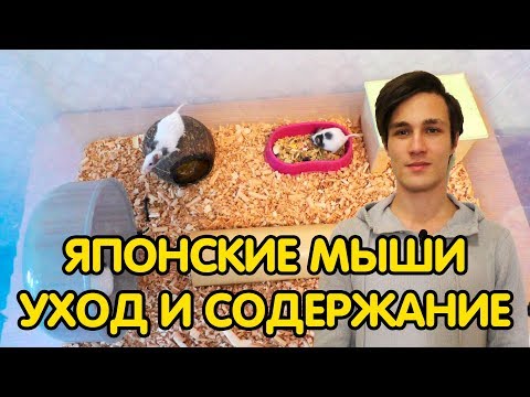 Видео: Японские декоративные мыши - уход и содержание