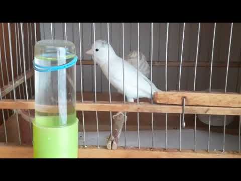 Видео: Кормление и  содержание канареек   в период линьки.