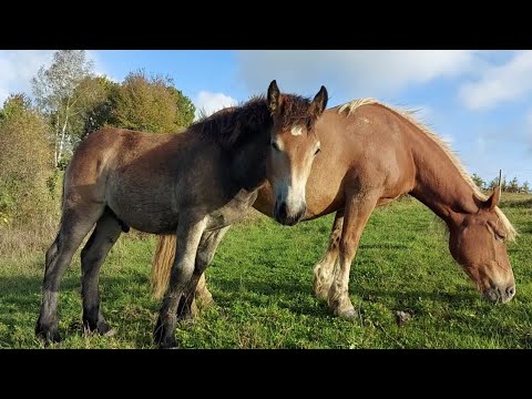 Видео: 🎬 Жеребчик Бен сім місяців⏳️ син Добрині😊👍💪Продаж🪙