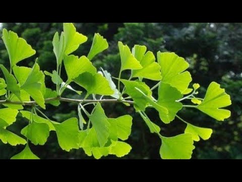 Видео: Чай из листьев Гинкго Билоба/Ginkgo Biloba Leaf Tea