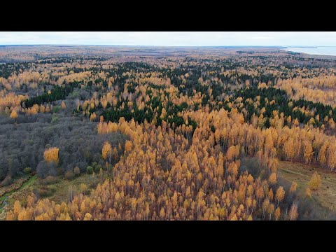 Видео: Сложная охота на рябчика | Поздняя осень | Тайга 2023