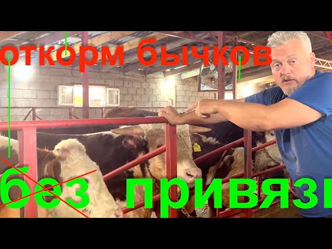 Видео: Откорм Бычков привязь или беспривязь плюсы минусы 