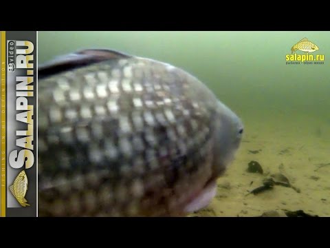 Видео: Что творится под водой в бесклевье. Подводное видео. [salapinru]