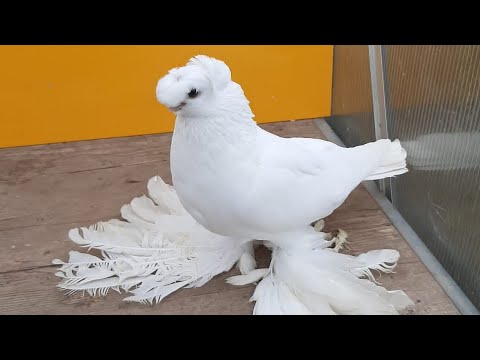 Видео: Узбекские голуби Pigeons الحمام Tauben  merpati کبوتر 鴿子 ハトkaʙūtar güvercinler porumbei 7/11/25