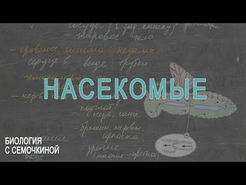 Видео: Насекомые