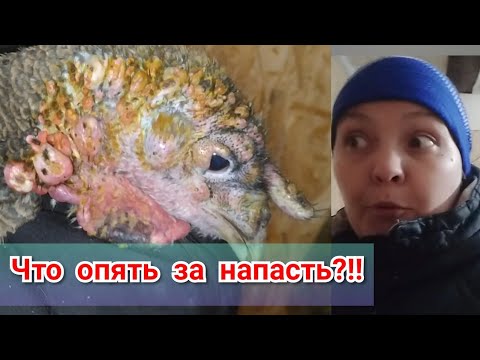 Видео: Не везёт с птицей! Индюки опять болеют.