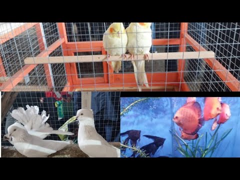 Видео: Попугай, Кептер,Балык базар