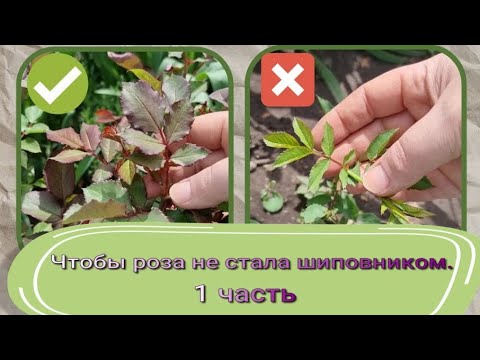 Видео: Чтобы роза не стала шиповником. 1 часть. Питомник растений Е. Иващенко
