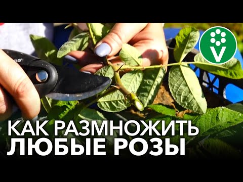 Видео: УКОРЕНИТСЯ ЛЮБАЯ РОЗА! Самый полный мастер-класс по размножению роз летом