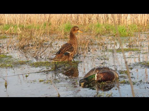 Видео: Открытие Охоты на селезня с подсадной уткой 2023! мр 155 в деле 👍 Хорошие трофеи удалось добыть 👍