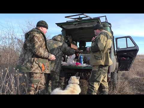 Видео: Охота на лису с норными собаками. Добыли сразу двух лис с одной норы. Two foxes in one hole