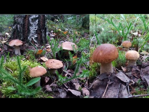 Видео: БЕЛЫЕ ГРИБЫ ПОЛЯНАМИ!!!