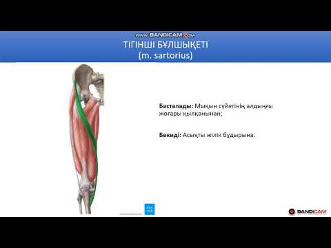 Видео: Сан бұлшықеттері - 1. Санның алдыңғы топ бұлшықеттері. Аяқ, жамбас бұлшықеттері.
