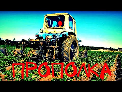 Видео: Прополка картофеля трактором ЮМЗ и картофелесажалкой Carrot potatoes tractor #vseklevo #синийтрактор