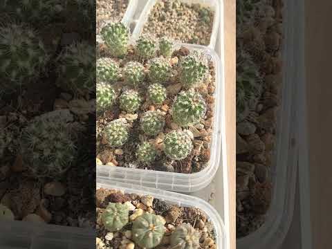 Видео: Кактусы и эксперименты