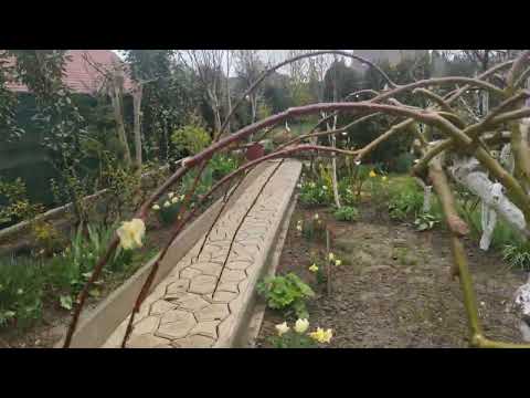 Видео: 9. April 2023 Прогулка по   даче .Верба  у меня в саду ..