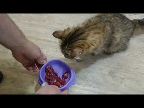 Видео: Китти любит мясо на завтрак.