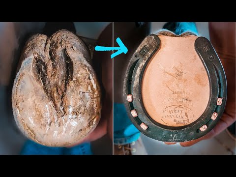 Видео: БОЛЕЗНЬ В КОПЫТЕ ЛОШАДИ | Удовлетворительная терапевтическая подкова | Кузнец