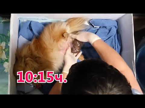 Видео: Роды шпица