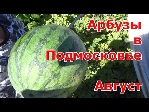 Видео: Арбузы в Подмосковье в ОГ (выращивание в емкостях и на грядках) Середина августа - пробуем арбузы