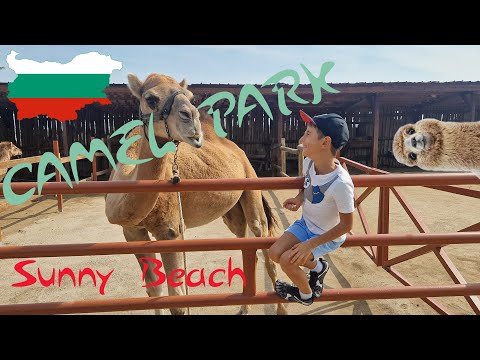 Видео: Camel Park Sunny Beach Кэмэл Парк в Болгарии Солнечный Берег