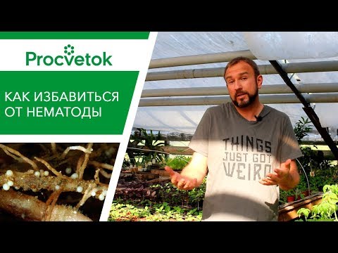 Видео: Вредители растений. Нематода - серьезная угроза вашему урожаю. 3 способа избавиться от нематоды.