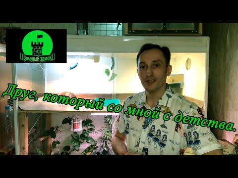 Видео: Сухопутная черепаха - друг на долгие годы.
