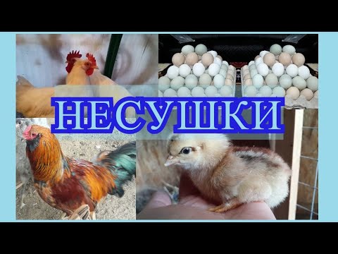 Видео: Курочки несушки. Наши ошибки Вам на пользу